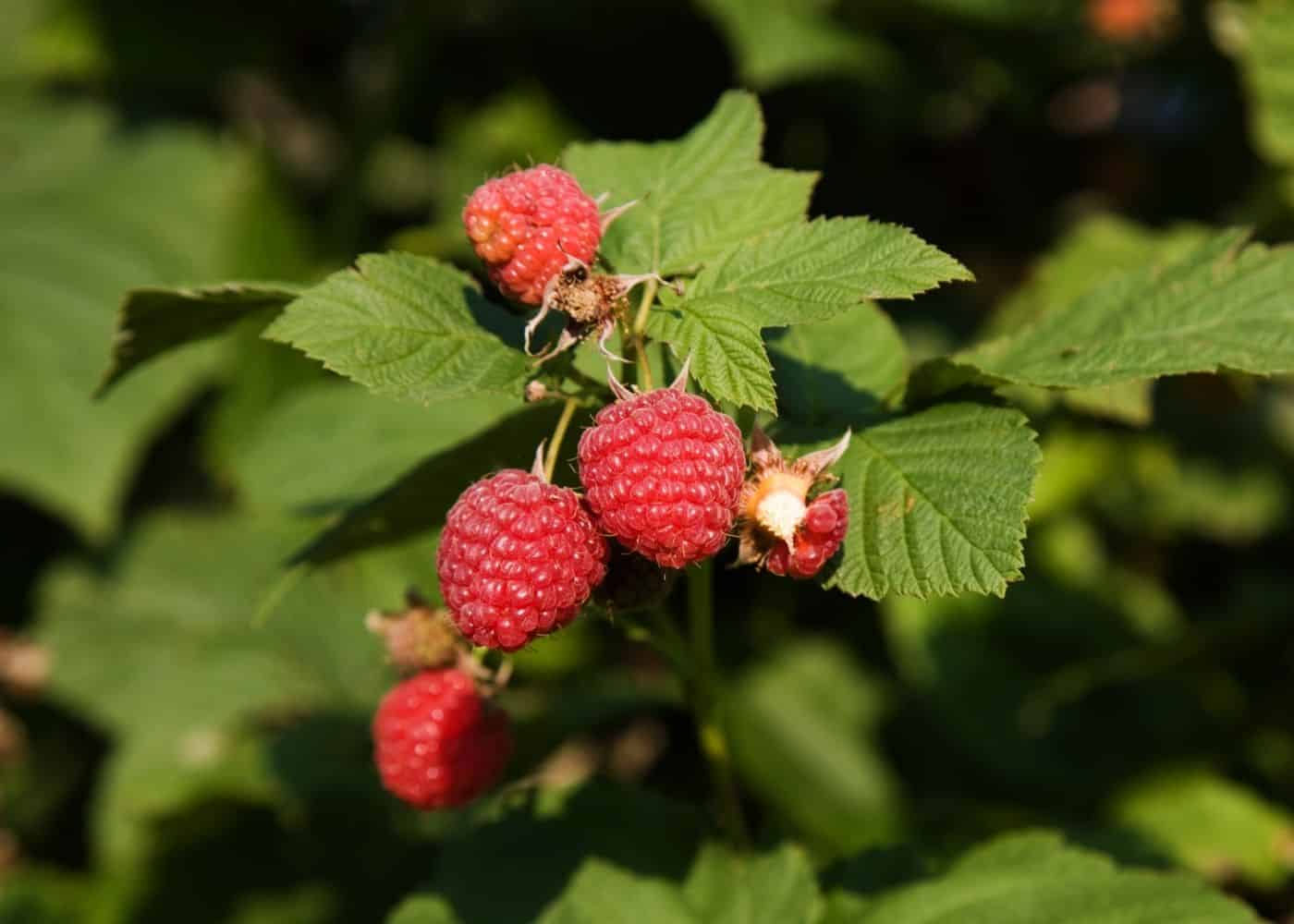Companion Planting for Raspberries