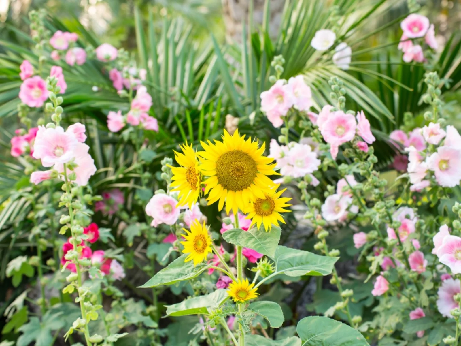 Companion Plants for Sunflowers Maximizing Garden Benefits