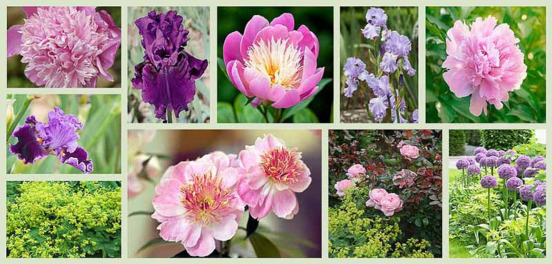 Comprehensive Guide to Peony Companion Plants Enhancing Garden Beauty Throughout the Seasons