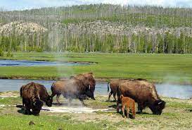 Yellowstone Bison Management