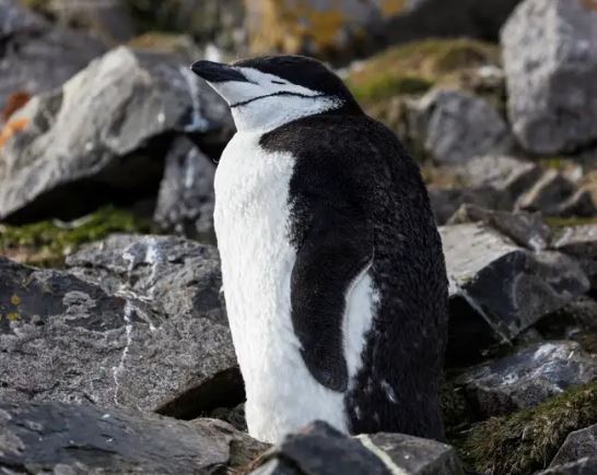 Chinstrap penguins take thousands of very short naps every day